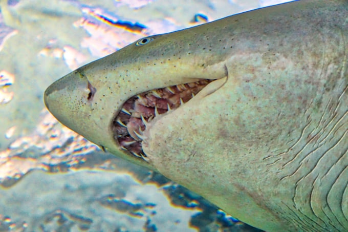 Ripley's Aquarium of Canada great place to visit with kids in Toronto