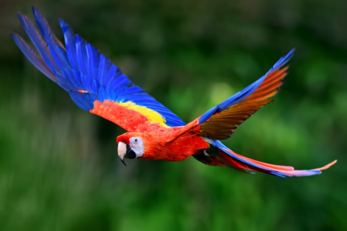 The Exotic Wildlife You Can See While Visiting Brazil S Amazon Rainforest Skyticket Travel Guide