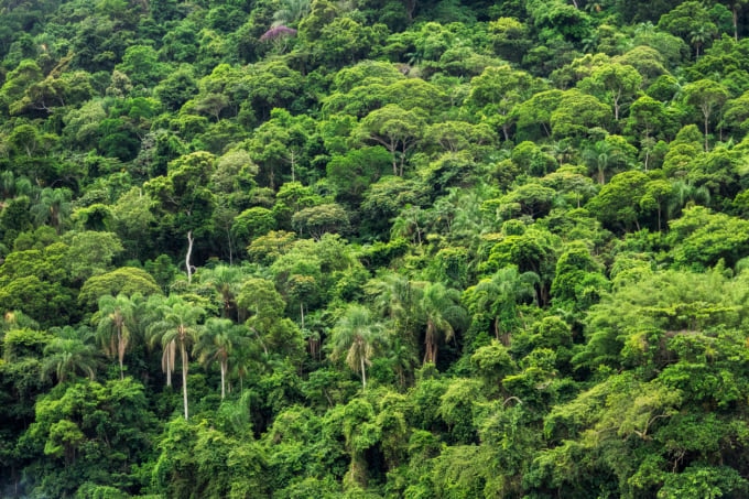 Visiting the  Rainforest in Brazil