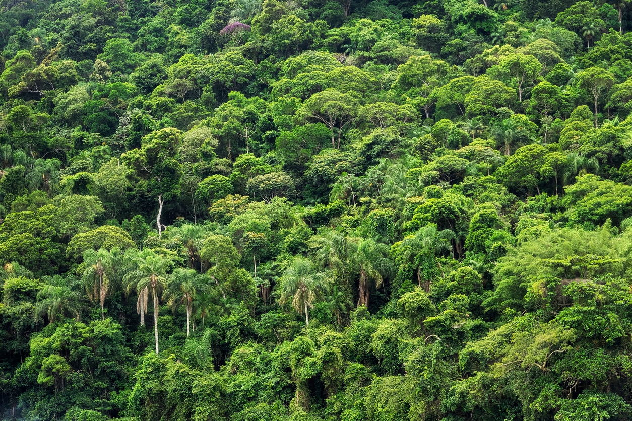 The Exotic Wildlife You Can See While Visiting Brazil S Amazon Rainforest Skyticket Travel Guide