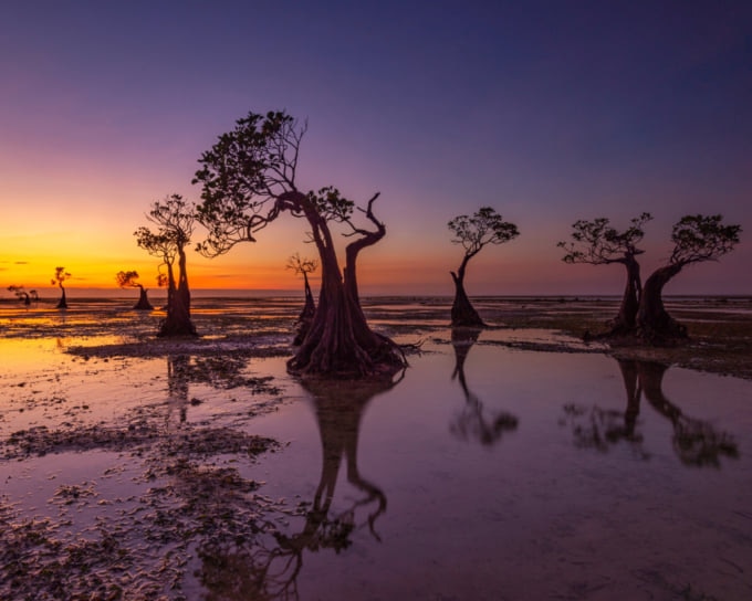 Incredible trees on Sumba Island in Indonesia