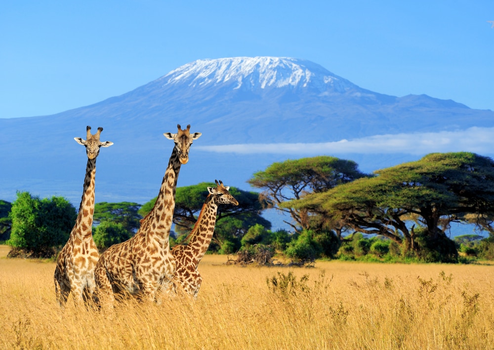 The Best Safari Parks in Kenya For Some Incredible Wildlife Watching