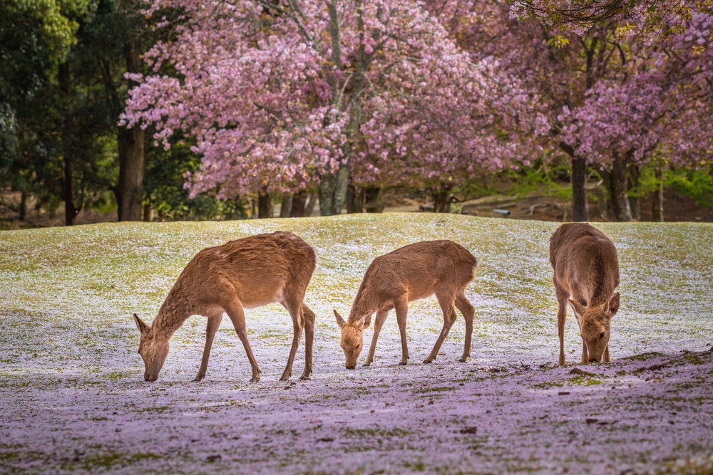 Must-Visit Places in Japan for Animal Lovers