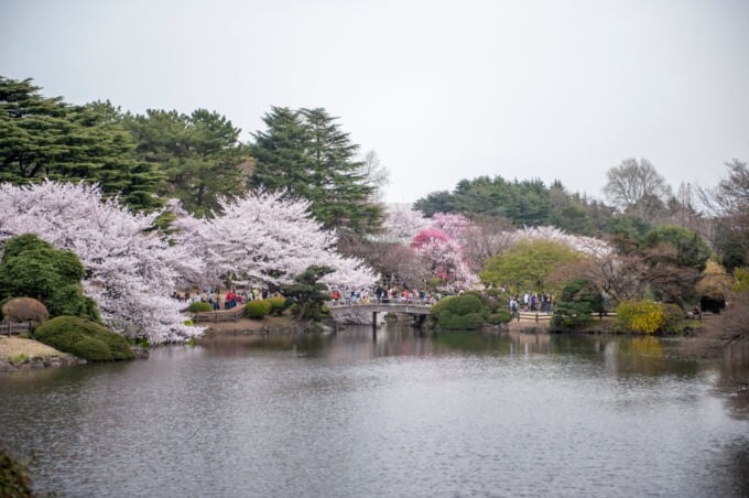 Best cherry blossom spots in Japan