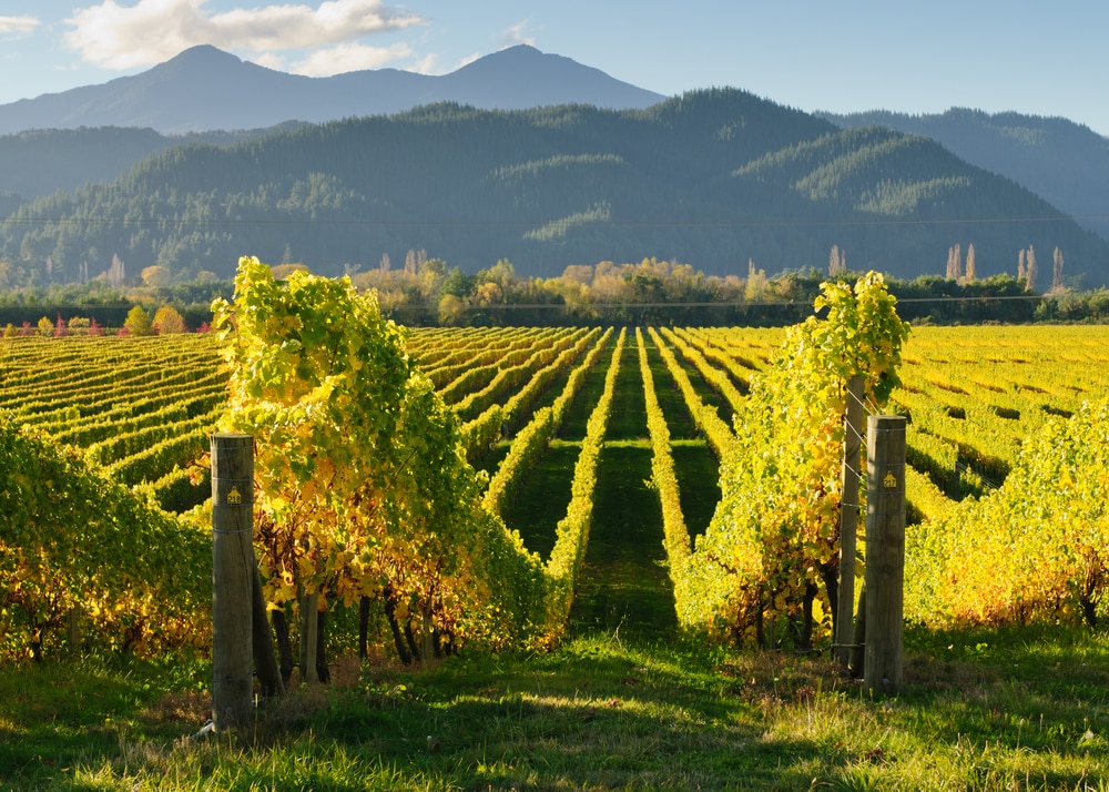 The Top 12 Wineries to Visit In New Zealand