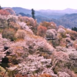 Best cherry blossom spots in Japan