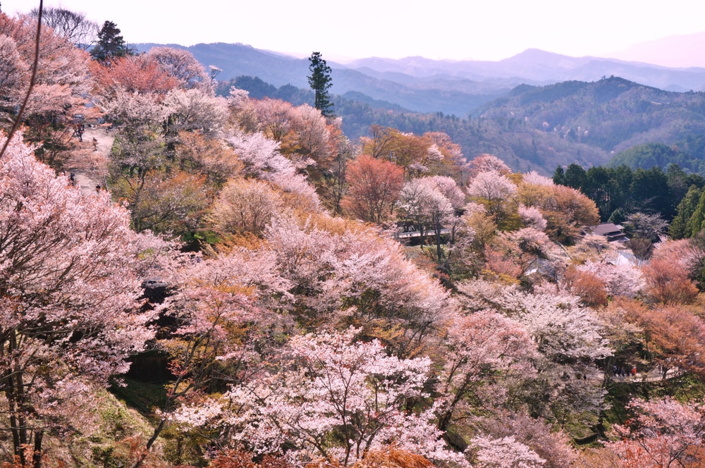 The Best Places to See Cherry Blossoms in Japan