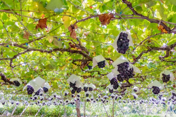 Grape vines for making wine in Japan, Koshu area