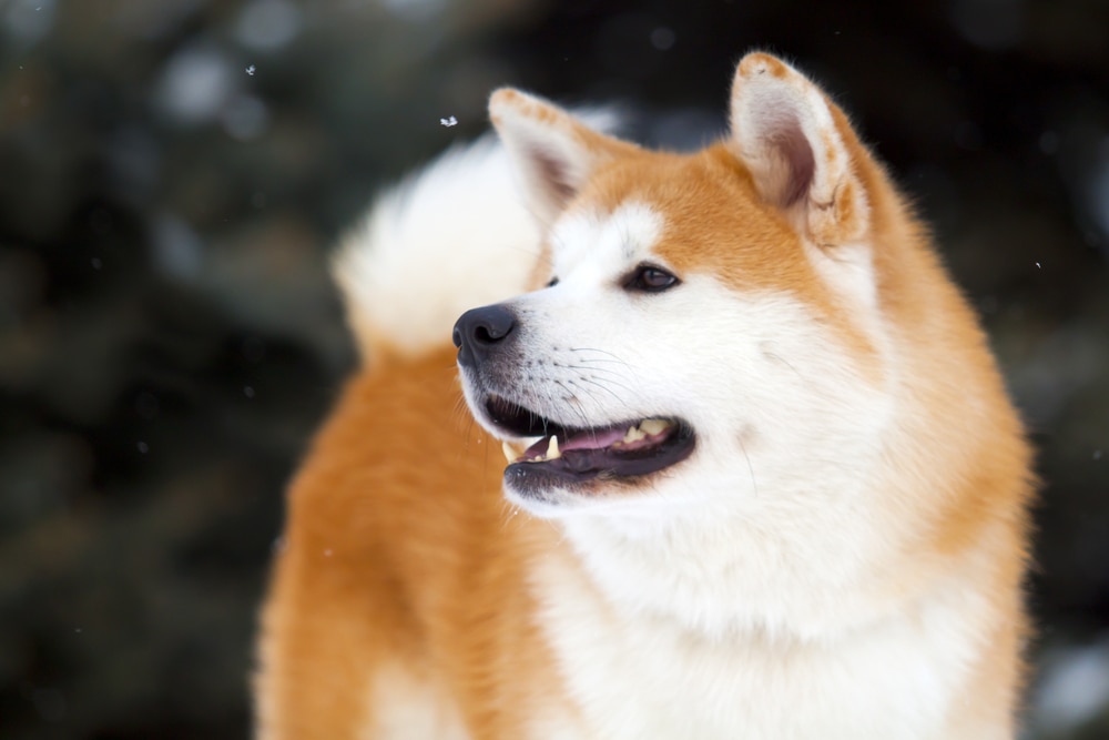 The 10 Best Things to Do in Akita, the Birthplace of Hachiko