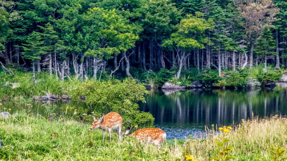 6 Beautiful National Parks to Explore Nature in Japan