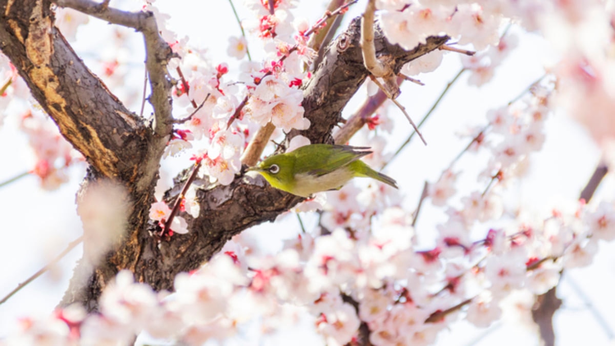 Ume Matsuri: The Top 5 Places to See Plum Blossoms in Tokyo