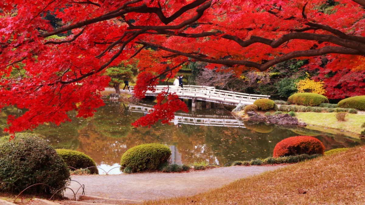 The Best Parks to Visit in Tokyo