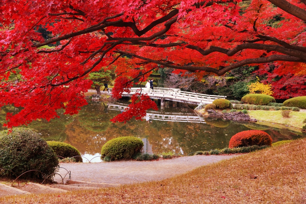 The Best Parks to Visit in Tokyo – skyticket Travel Guide