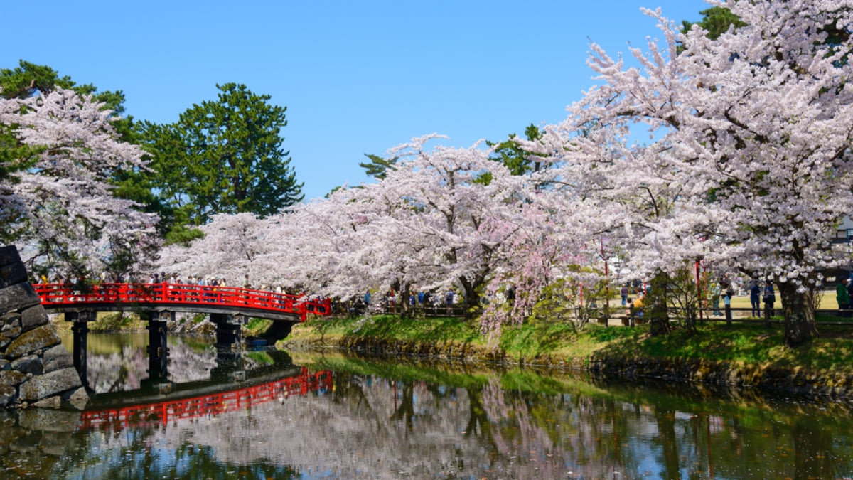 The Top Cherry Blossom Viewing Spots in North Japan