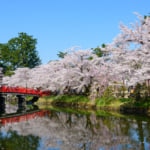 Best Cherry Blossom spots in North Japan