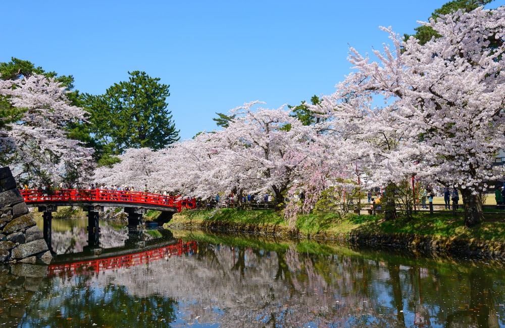 The Top Cherry Blossom Viewing Spots in North Japan – skyticket Travel