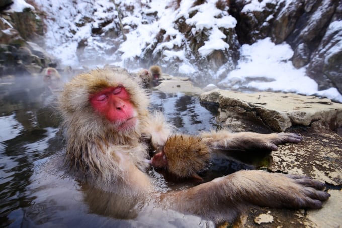 Japanese snow monkeys bathing in hot springs in Nagano
