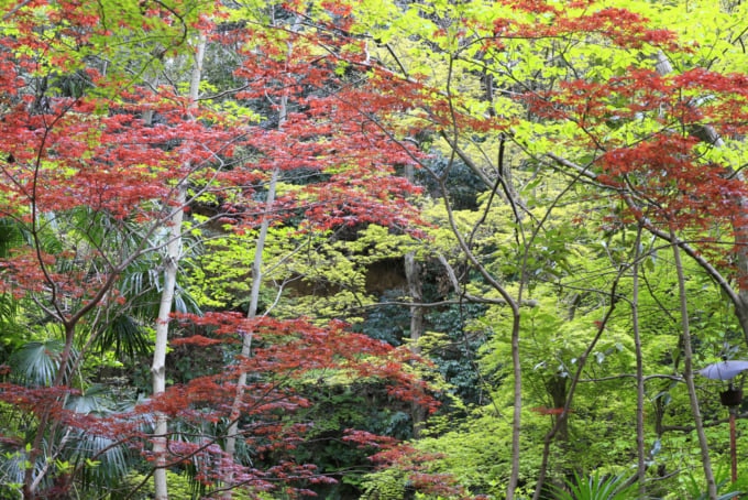 todoroki valley in setagaya,tokyo