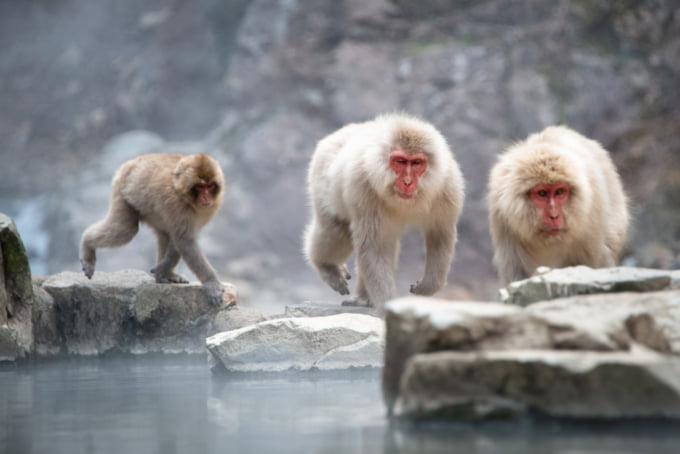 Japanese snow monkeys at Jigokudani