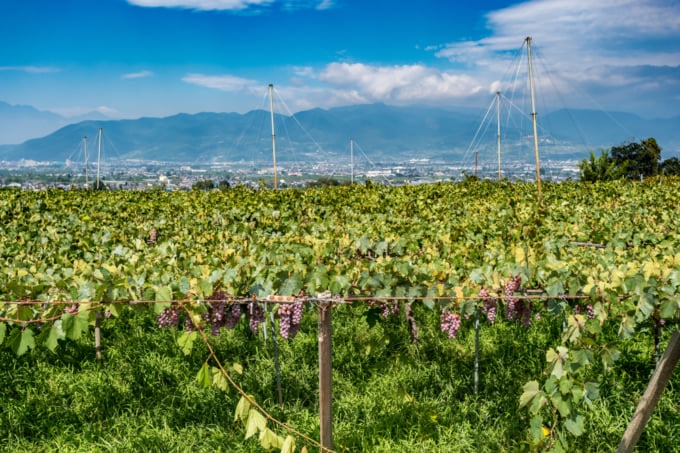 View of vineyards and grapes in Koshu Valley, Japan's wine region