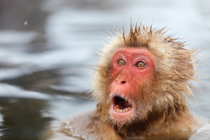 surprised monkey face