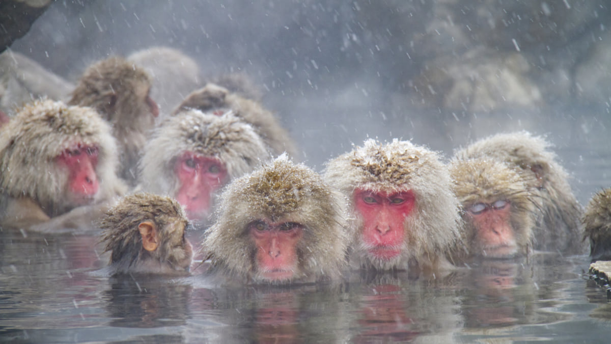 How to See the Hot Spring Bathing Snow Monkeys in Japan
