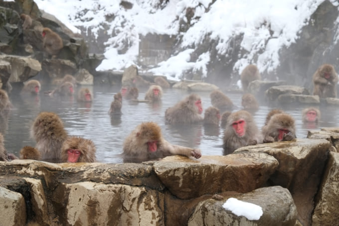 Japanese macaques or snow monkeys at Jigokudani Monkey Park