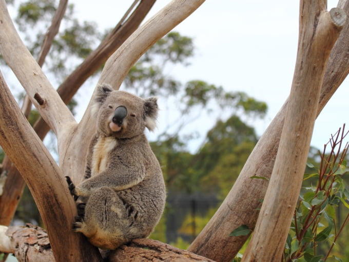 symbio wildlife park in Australia