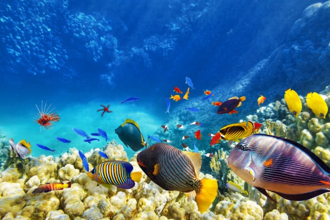 coral reef colorful fish