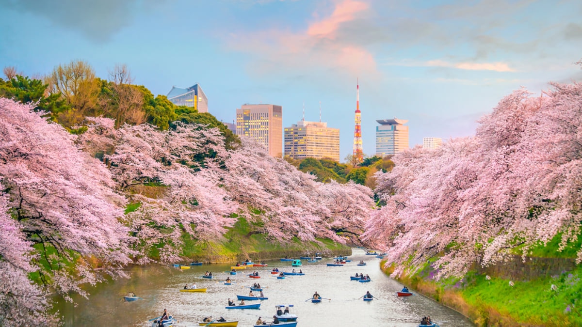 Popular Cherry Blossom Festivals Cancelled in Japan for this Spring