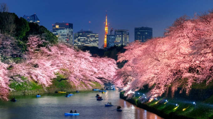 Chidorigafuchi Moat Night Sakura, beautiful cherry blossoms