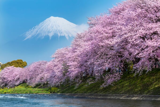 Popular Cherry Blossom Festivals Cancelled in Japan for this Spring ...