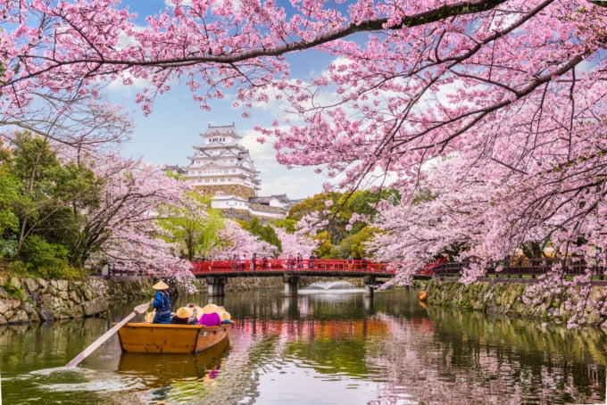 cherry blossoms around Japan