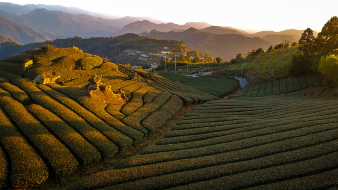 Taiwan tea plantation