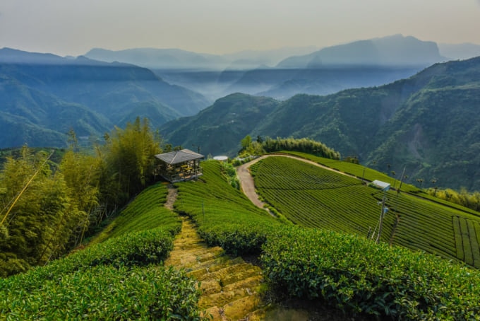 Taiwanese oolong tea