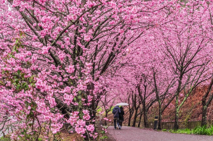 Cherry Blossoms in Wuling Farm, Taiwan