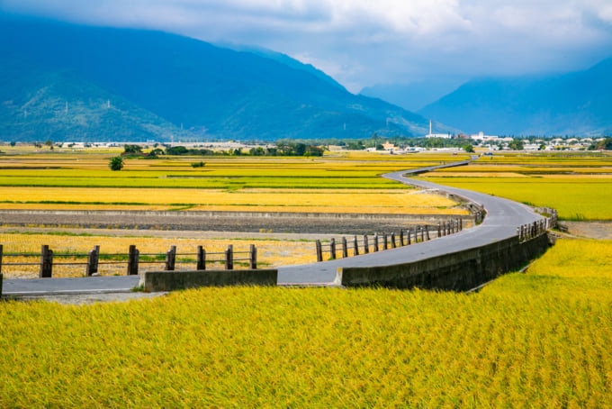 Mr Brown Avenue rice paddies in Taitung Taiwan