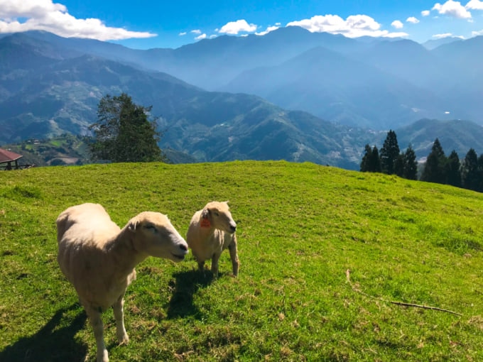 Cingjing farm in Taiwan