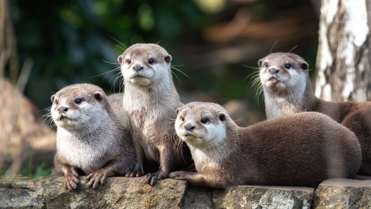 [Little-clawed otter cafe] A spot where you can meet small-clawed otters in Tokyo!