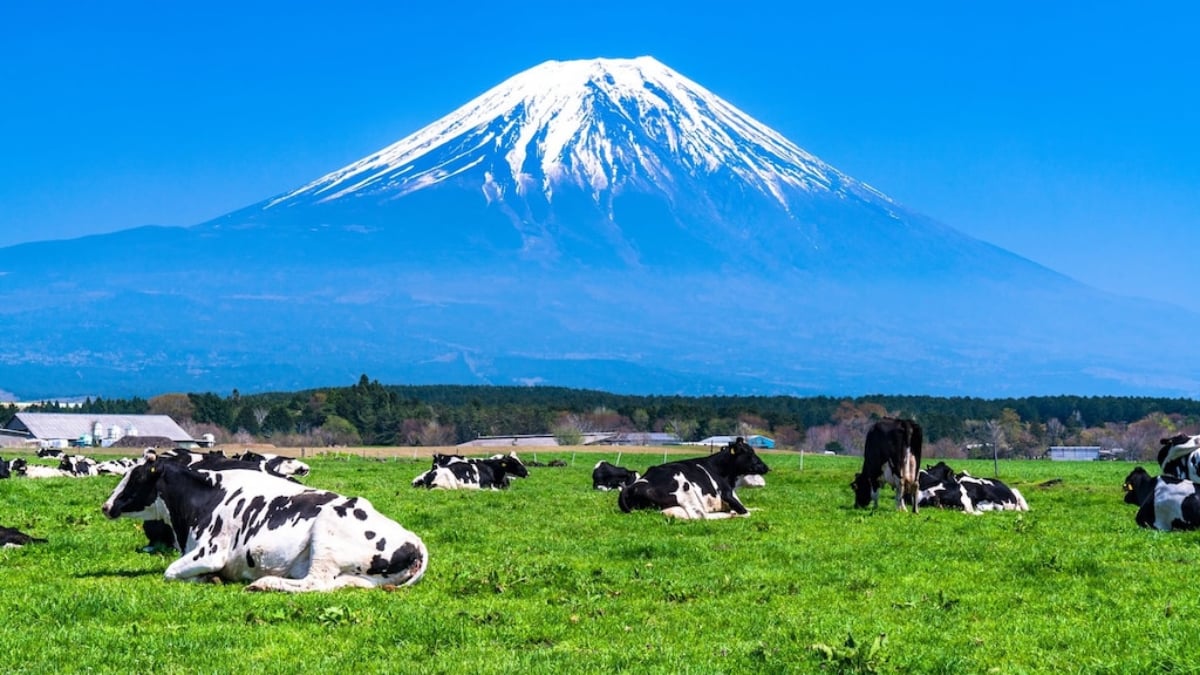 A grassland area spreading at the foot of Mount Fuji! Introducing recommended tourist spots in Asagiri Plateau!