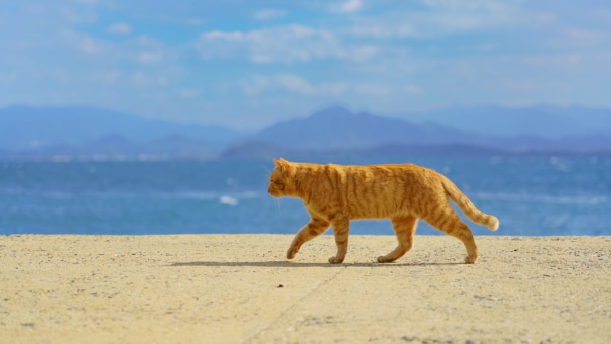 [6 Great Cat Spots in the World] Let’s go to Fukuoka’s cat island “Ainoshima” 🐈