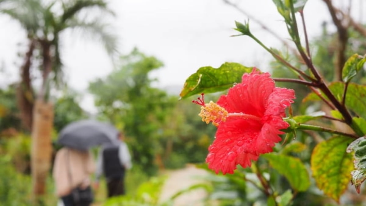 9 Recommended Tourist Spots in Miyakojima That You Can Enjoy Even on a Rainy Day