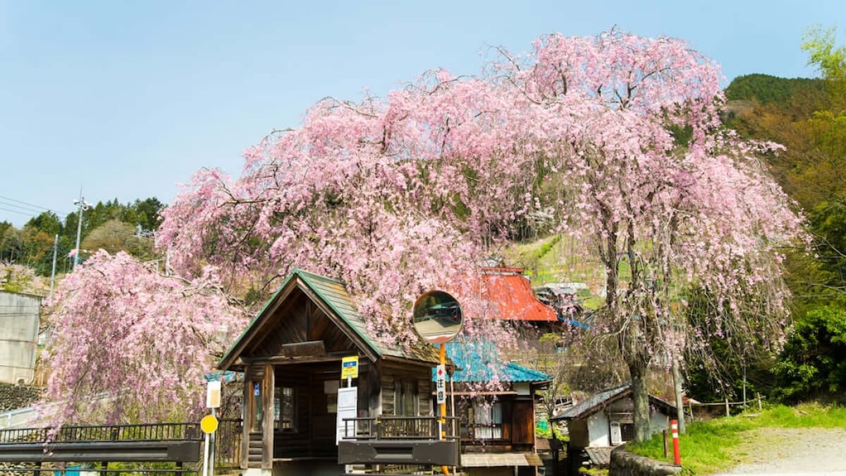 Recommended Tourist Spots in Hinohara Village – Where is the Only Village in Tokyo with Hot Springs!