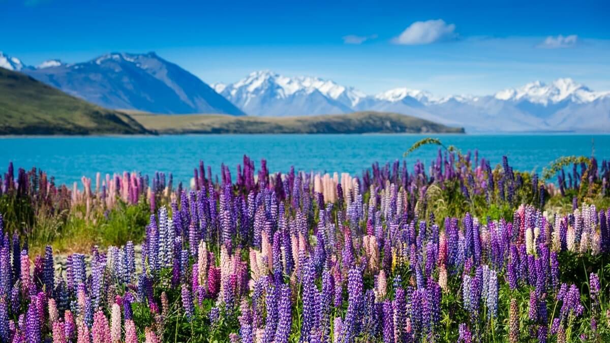 14 Recommended Tourist Spots in New Zealand!