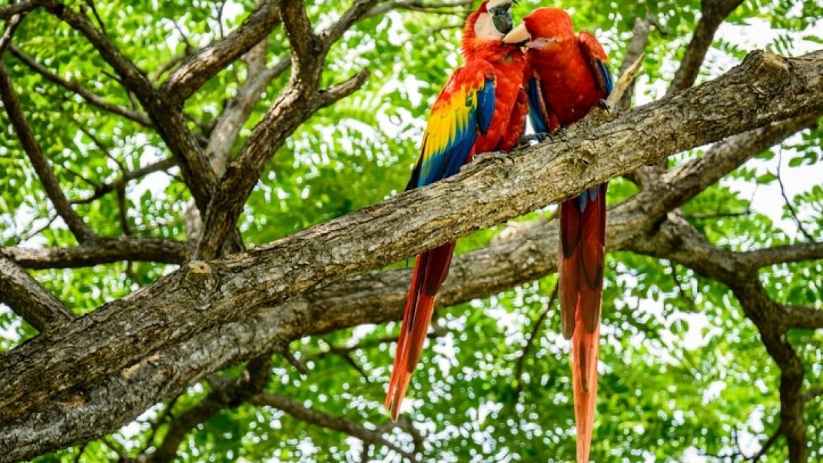 14 Recommended Tourist Spots in Costa Rica, Central America’s Premier Eco-Tourism Destination