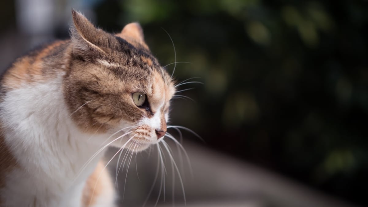 [Cat Spot] Why is Enoshima called “Cat Island”? ~Introducing a paradise for cat lovers~