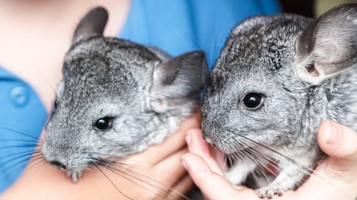 [Kanto] Introducing Spots to Interact with Chinchillas 💗🐭