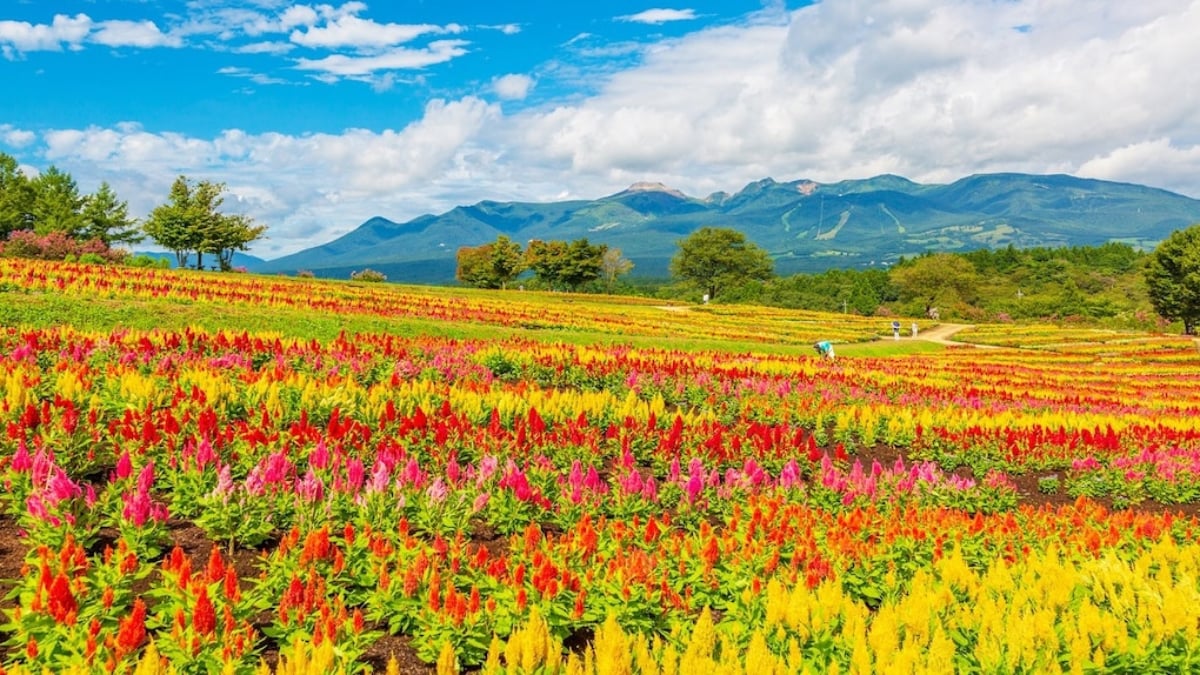 34 Must-see Tourist Spots in Nasu – A list of must-see spots in northern Kanto!