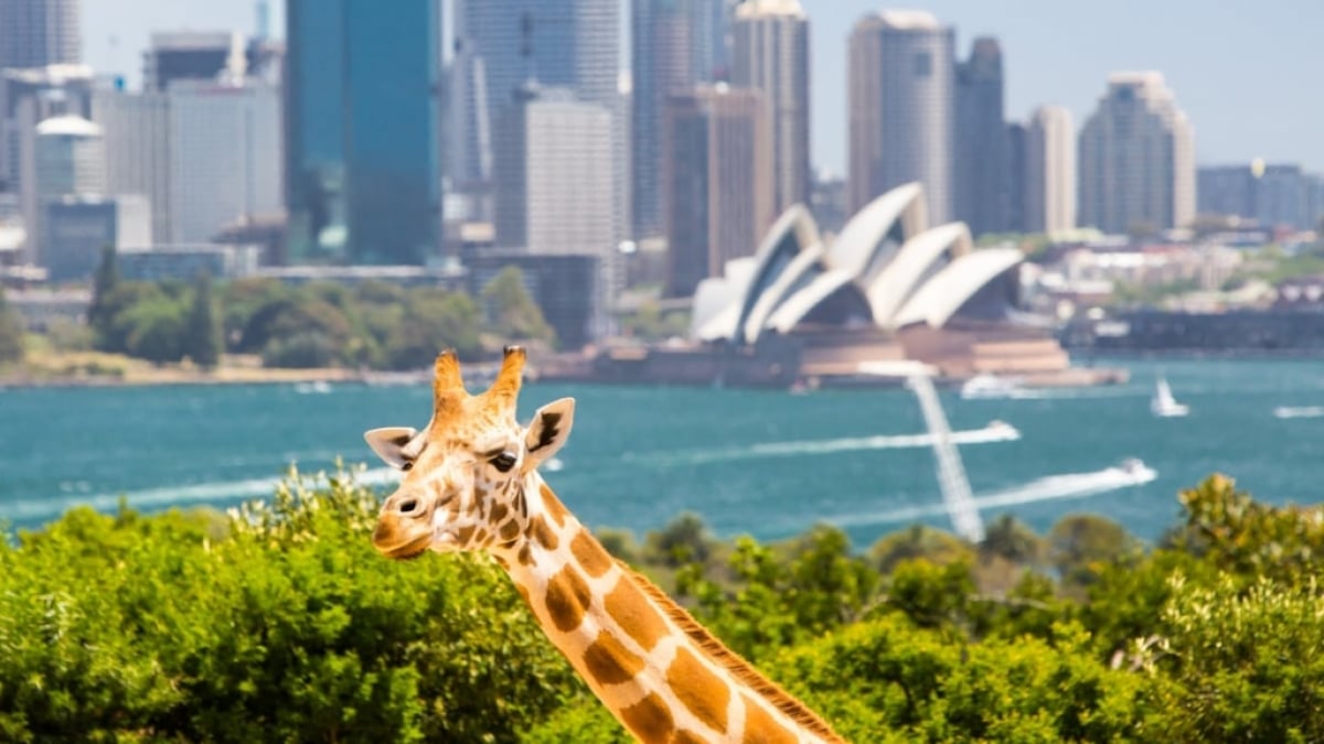 A must-see tourist spot in Sydney: Taronga Zoo, Australia’s oldest and largest zoo