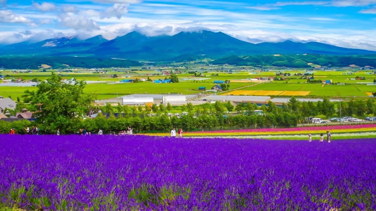 27 Tourist Spots in Furano: Embark on a Journey to Fully Enjoy the Great Outdoors